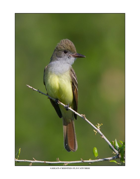 _1SB0410 great-crested flycatcher a 85x11.jpg